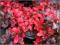 Berberys pośredni Red Jewel C2 20-40cm