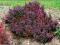 Berberys Thunberga Concorde C2 5-10x15-20cm