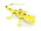 A1312 - 1 Zwierzęta jaszczurka z groszkiem żółta