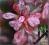 Berberys Thunberga Rosy Rocket C2 20-40cm