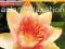 CD Muzyka Relaksacyjna Asia Relaxation SPA Folia
