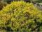 Berberys Thunberga Tiny Gold C3 5-10x5-10cm