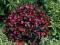 PIĘKNA WEIGELA ALEXANDRA O PURPUROWYCH LIŚCIACH