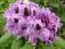 Rhododendron 'Peter Alan' - Różanecznik NOWOŚĆ !!!