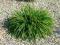 trawa ozdobna LUZULA SYLVATCA KOSMATKA OLBRZYMIA