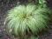 trawa ozdobnaCarex Frosted Curls-NOWOŚĆ