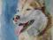 RUDY SIBERIAN HUSKY - portret psa akwarela
