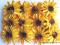 *mojedekorowanie*Słoneczniki mega komplet 12szt