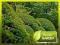 BUKSZPAN WIECZNIEZIELONY - IDEALNY DO FORMOWANIA!