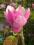 Magnolia SOULANGEANA- sadz. z doniczki C2- PIĘKNA