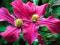 Clematis bylinowy Inspiration Zoin
