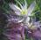 Clematis botaniczny Violet Pink pełny HIT
