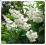 DEUTZIA SCABRA PLENA ŻYLISTEK SZORSTKI