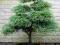 OGRÓD I BONSAI CYPRYSIK GROSZKOWY NASIONA #08N13#