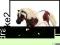 SCHLEICH KUCYK RASY SHETLAND 13297 [ZABAWKA]