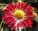 Chryzantema gruntowa 'CHERY  RED'róża,liliowiec