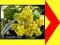 Mahonia 3-lata 1Litr ZIMOZIELONA ZŁOTOŻÓŁTE KWIATY