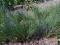 Kostrzewa popielata, kostrzewa sina Festuca sadzo