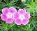 BODZISZEK CZERWONY ELKE GERANIUM SANGUINEUM 11
