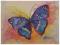 Motyl