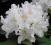 acm RHODODENDRON BIAŁY ODPORNY DUŻA SADZONKA C3