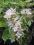 Krzewuszka cudowna 'Nana Variegata' 20-30cm