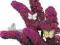 BUDDLEJA FASTINATING 30cm wiechy w doniczce 40cm
