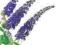 BUDDLEJA NANHO BLUE ślicznie pachnąca niebieska 40