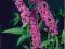 BUDDLEJA PURPLE PRINCE budleja sadzonka 40cm promo