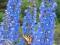 Delphinium cultorum 'Summer Skies' - Ostróżka ogr.