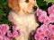 Puzzle 260 el. Castorland Little Retriever Piesek