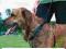 TRIXIE EASY WALK BASIC SZELKI TRENINGOWE M 1302