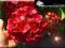 NAJCZERWIEŃSZA Z HORTENSJI~OGNISTA HOT RED~KWITNIE