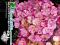 DWUKOLOROWA~~ HORTENSJA SWEET FANTASY ~~ 4 -LETNIA