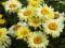 Leucanthemum Goldfinch - żółte kwiatki na rabatki