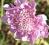 SCABIOSA - różowe, delikatne kwiaty