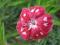 Goździk SPOTTY - ciemnoróżowy z białymi cętkami