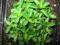 COMPACTUM - niskie oregano