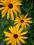 Rudbekia błyskotliwa delikatniejsza - sadzonki