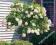 Hortensjowe drzewko__Hortensja PHANTOM_na PNIU !!!