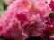 Rhododendron 'Von Oheimb Woislowitz' - Różanecznik