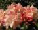 Rhododendron 'Lachsgold' - Różanecznik WIELOBARWNY