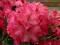 Rhododendron 'Germania' - BORDOWY