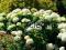 BIAŁA HORTENSJA ANNABELL- ŚNIEŻNE KULE!!