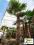 MROZOODPORNA PALMA TRACHYCARPUS GIGANT!!! 5 METRÓW