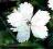 Goździk kropkowany DIANTHUS deltoides Albus