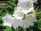 Dzwonek Brzoskwiniolistny Grandiflora Alba