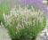 Lawenda wąskolistna Aromatico Silver