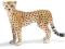 Schleich 14614 Gepard samiec - KRAKÓW