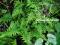 Zielona cały rok-- PAPROTKA -- Dryopteris Crispa